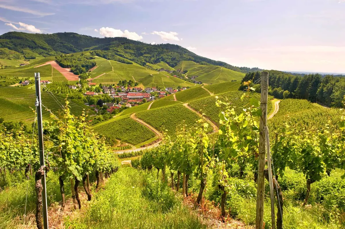 Durbacher Wein-Panoramaweg