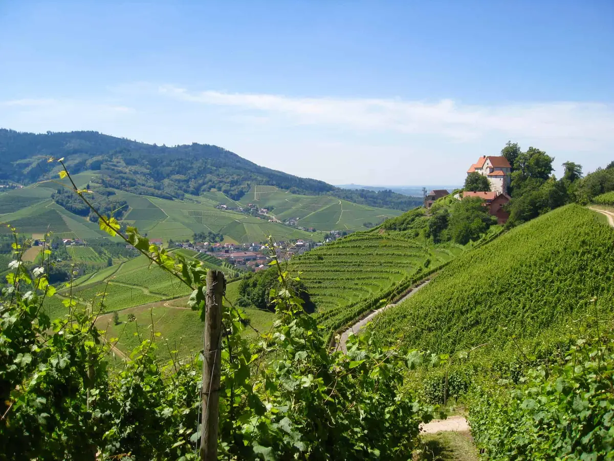 Durbacher Wein-Panoramaweg