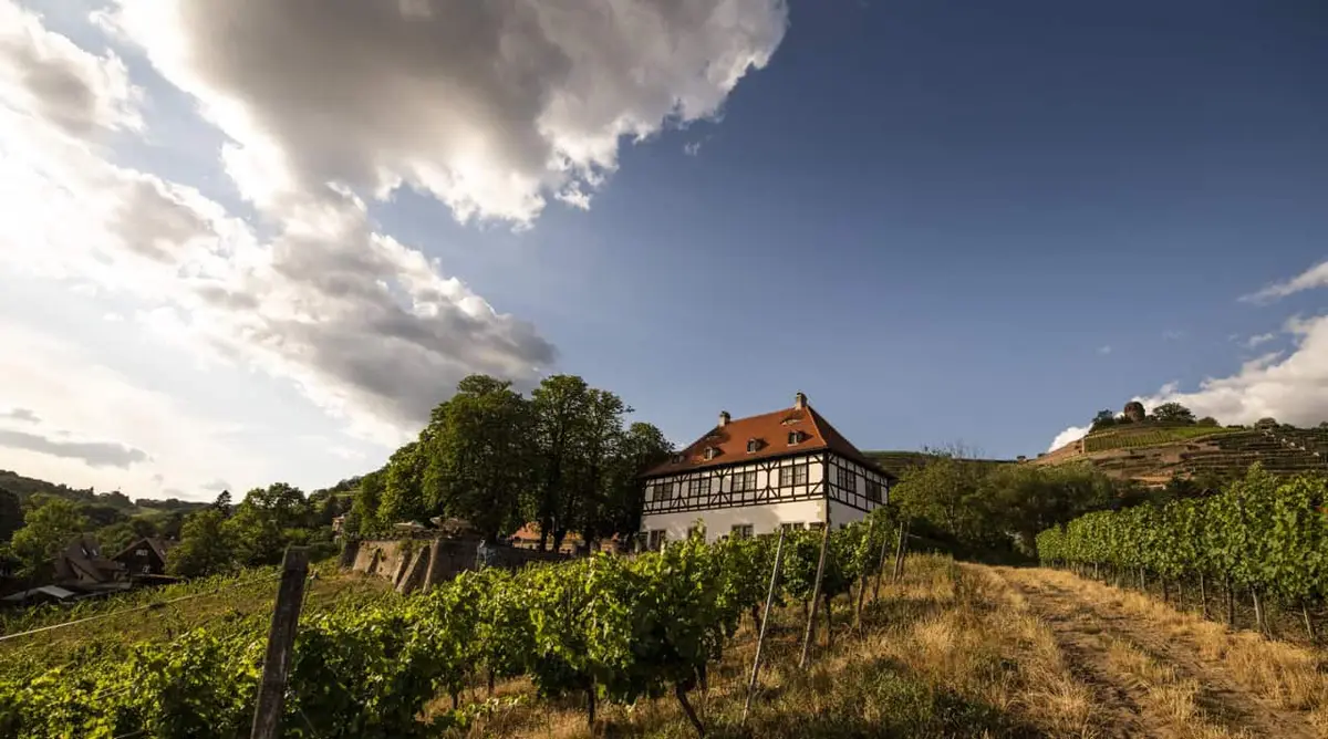 Der Sächsische Weinwanderweg, Wandern in Sachsen