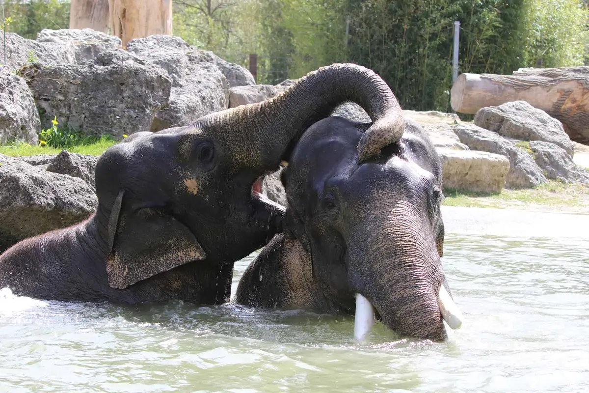 Der Tierpark Hellabrunn
