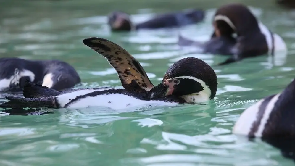 Der Zoo Eberswalde