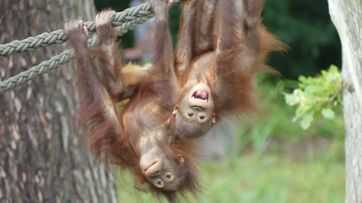 Der Zoo Rostock