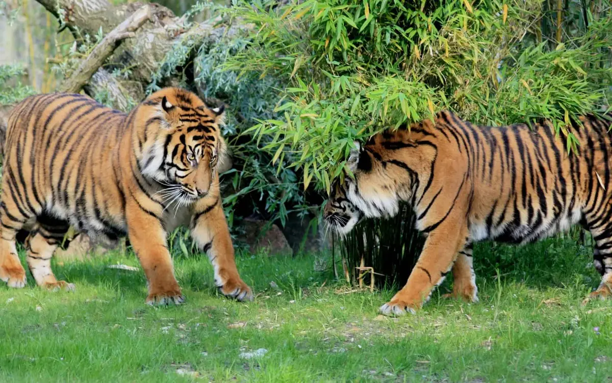 © Zoos Osnabrück gGmbH
