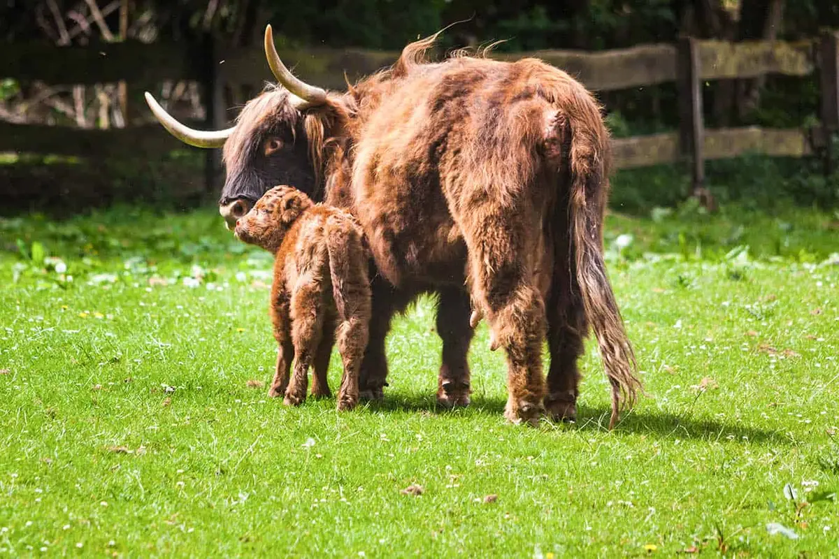 Heimat-Tierpark Olderdissen