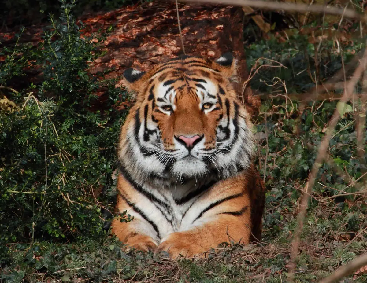Der Zoo-Landau in der Pfalz