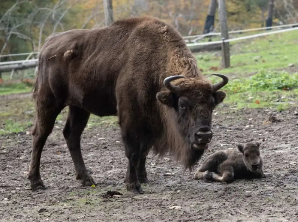 Der Wildpark Saarbrücken