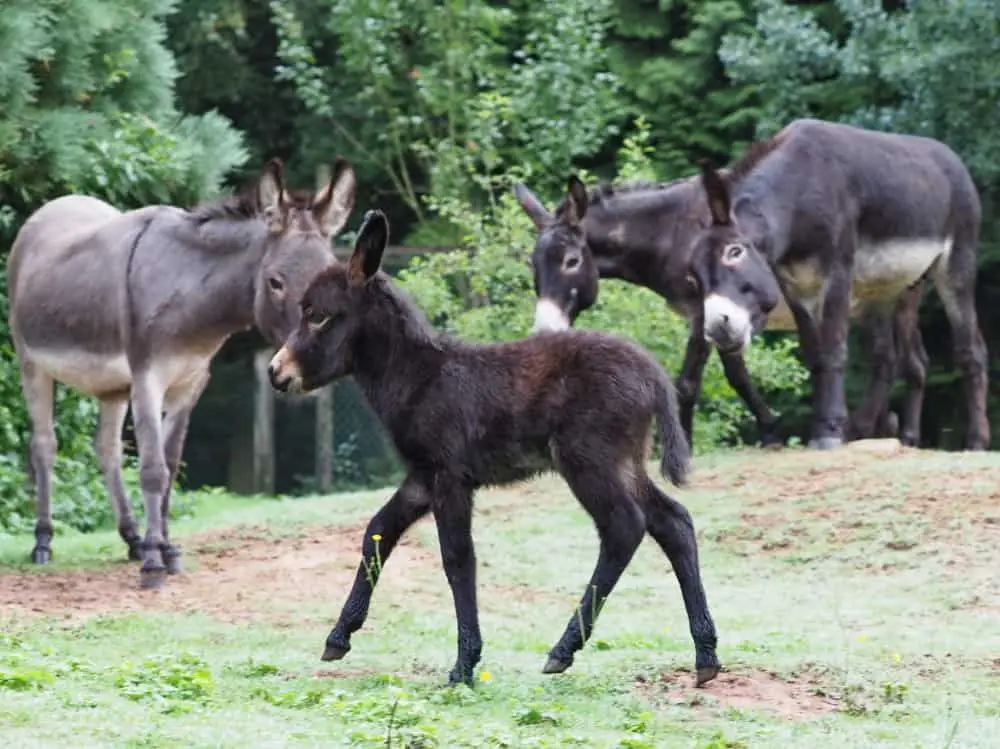 Der Wildpark Saarbrücken