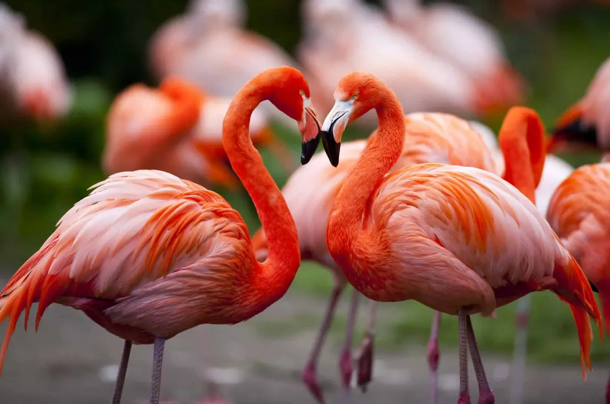 Weltvogelpark Walsrode