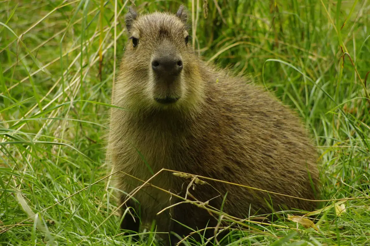 Tierpark Neumünster Capybara