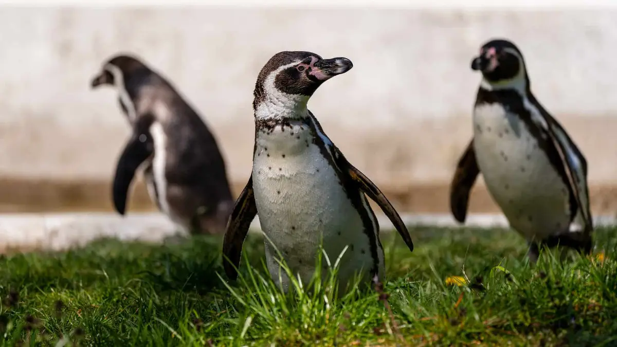 Tierpark Neumünster Pinguine