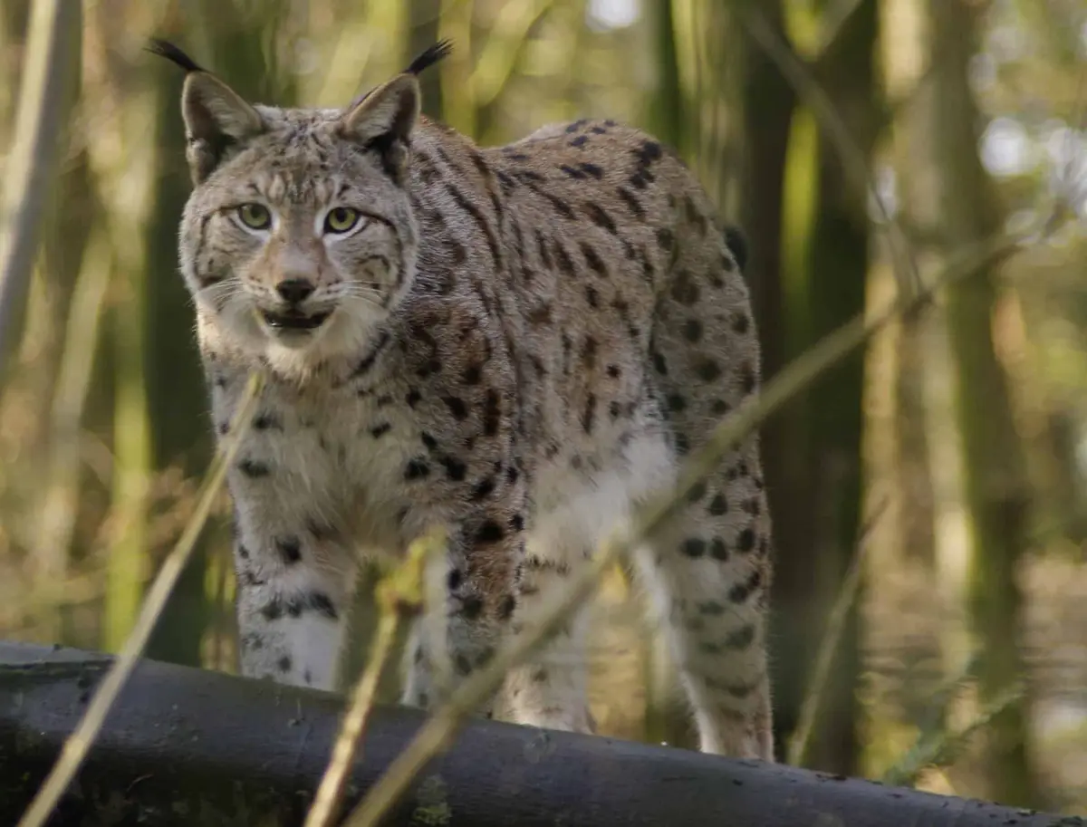 Tierpark Neumünster Luchs