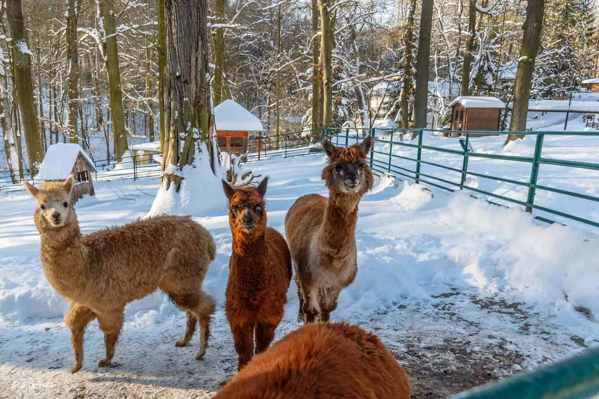 Der Tierpark Gera