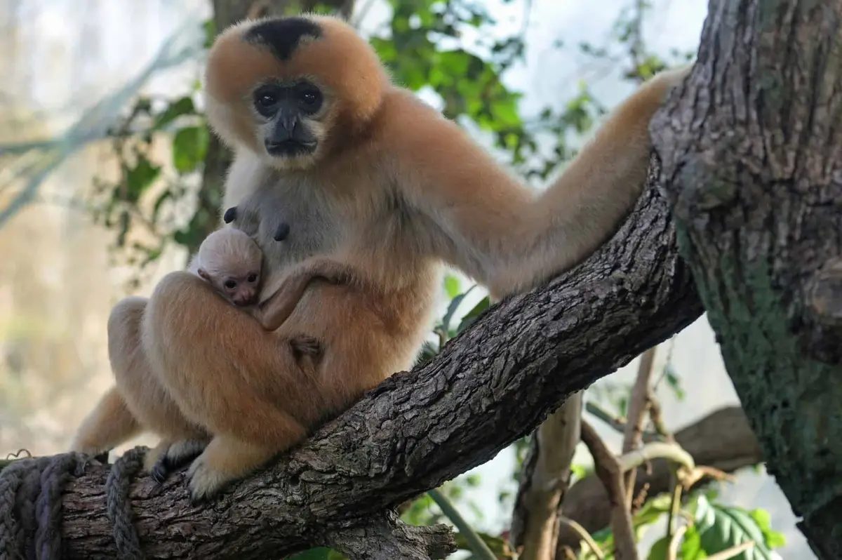 Zoo-Frankfurt-Weißwangengibbon