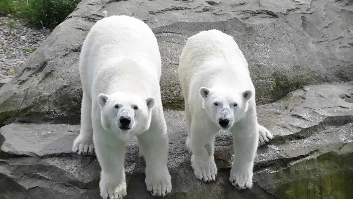 Zoo Rostock