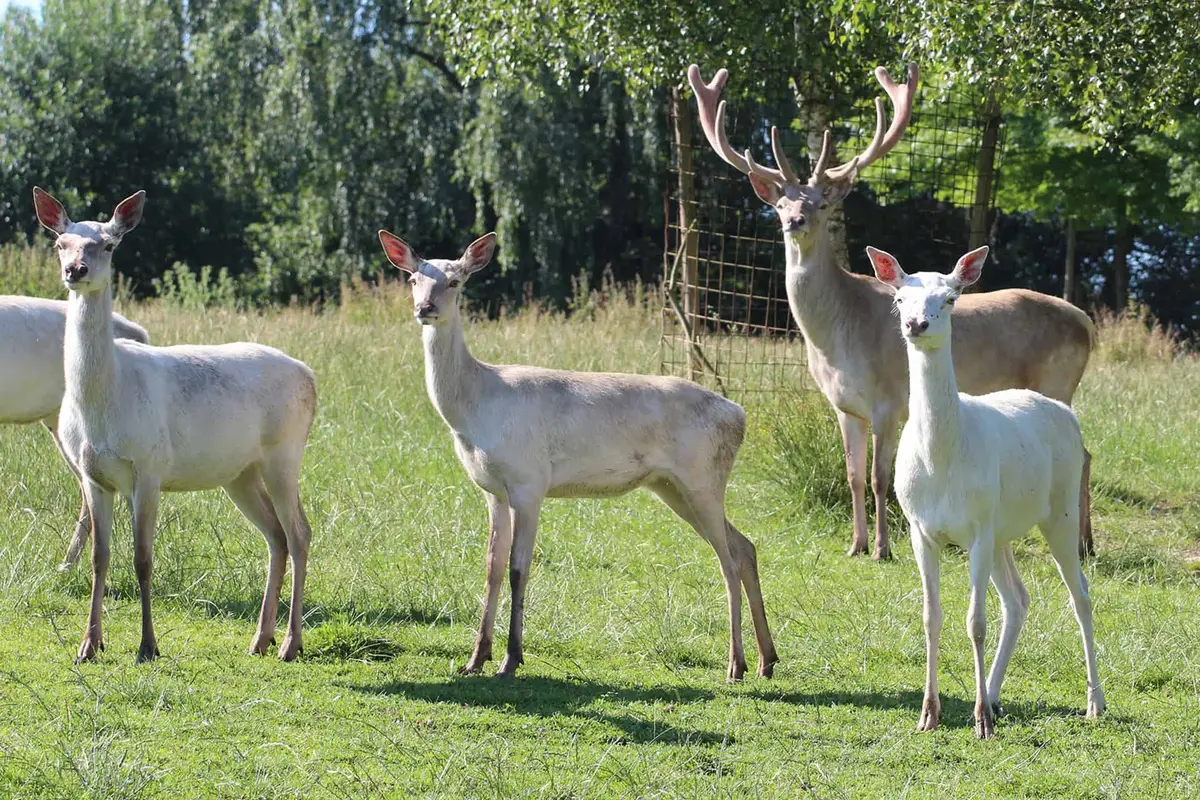Der Bayern-Park