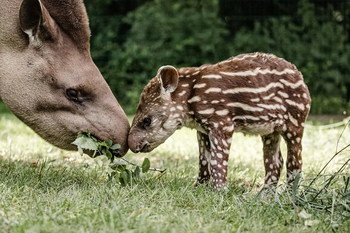 Tier- und Freizeitpark Thüle