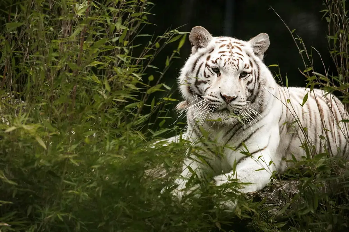 Tier- und Freizeitpark Thüle