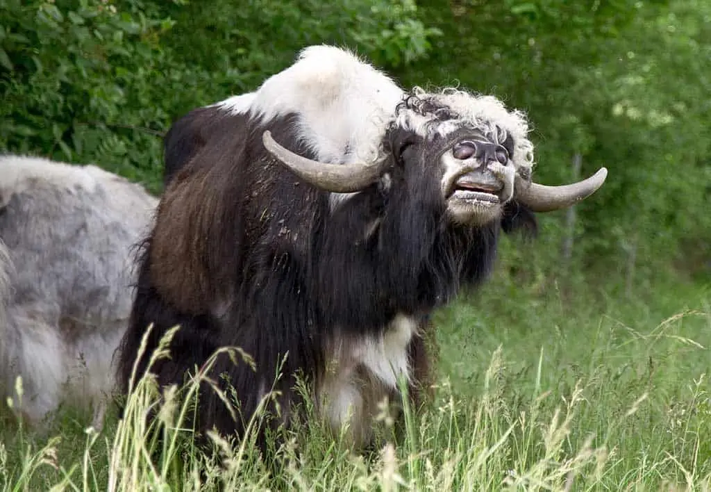 Wild- und Erlebnispark Daun