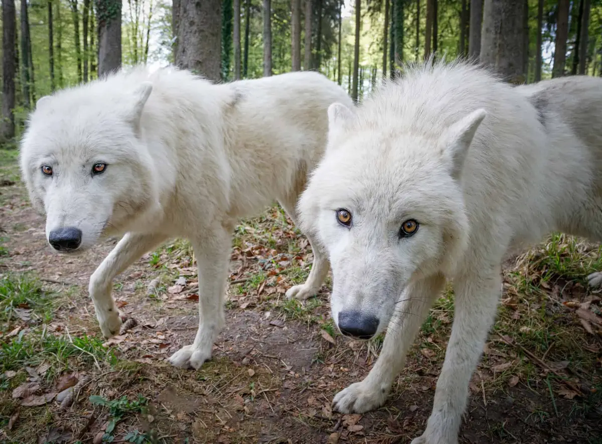 Wild- und Freizeitpark Allensbach