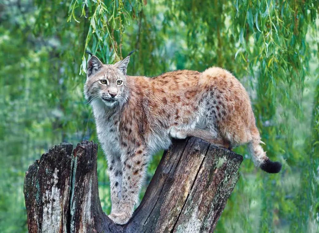 Wild- und Freizeitpark Allensbach