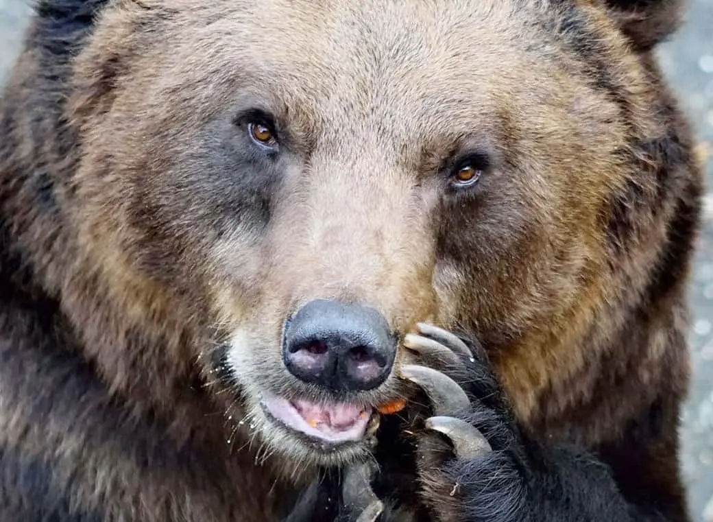 Wild- und Freizeitpark Allensbach