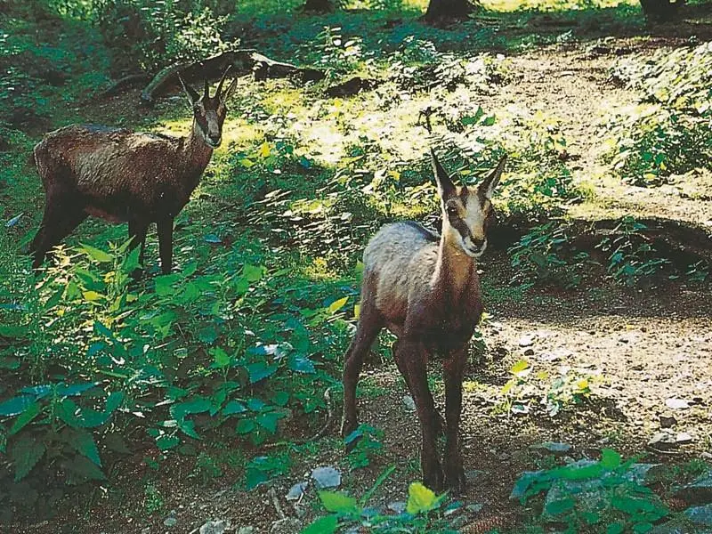 Der Wildpark Willingen