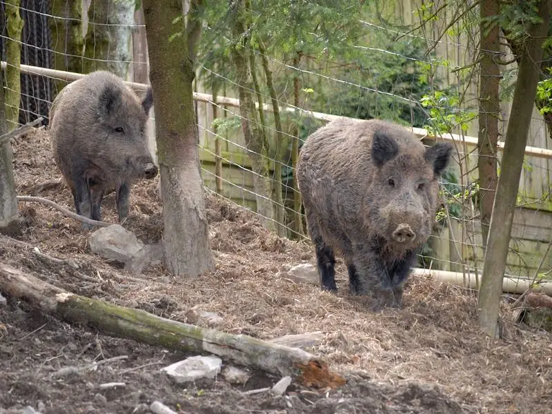 Der Wildpark Willingen