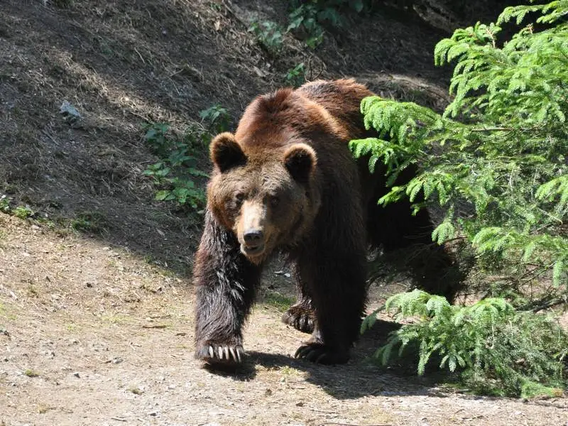 Der Wildpark Willingen