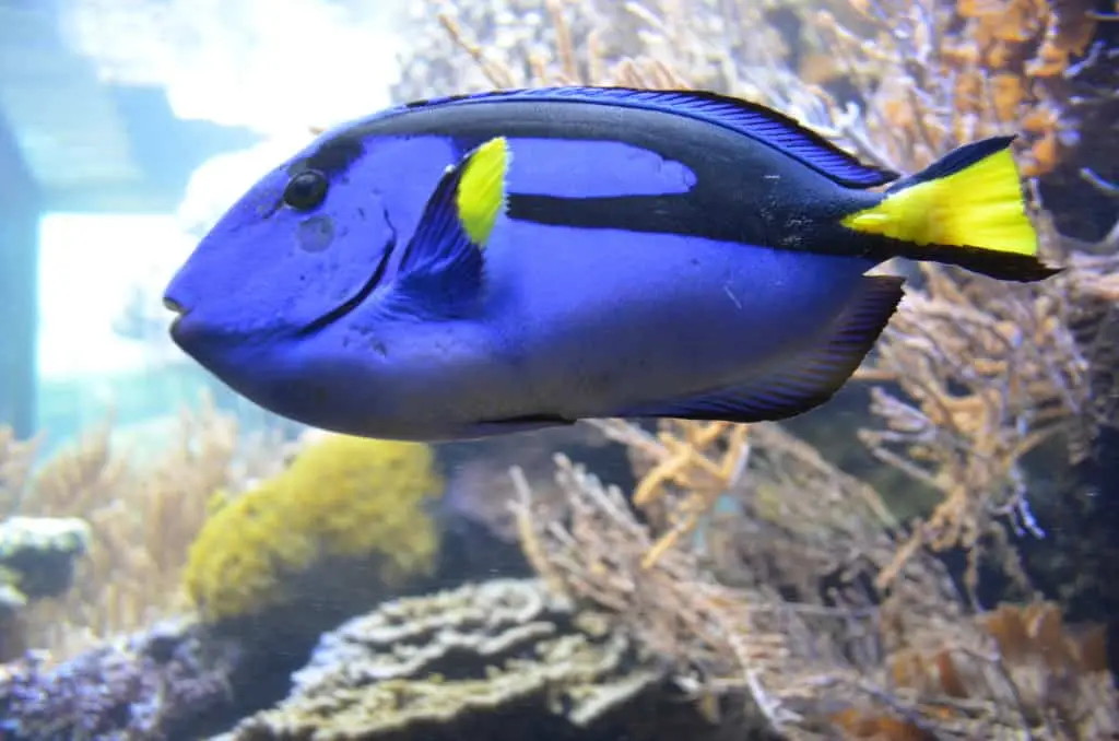 Das Aquarium Wilhelmshaven
