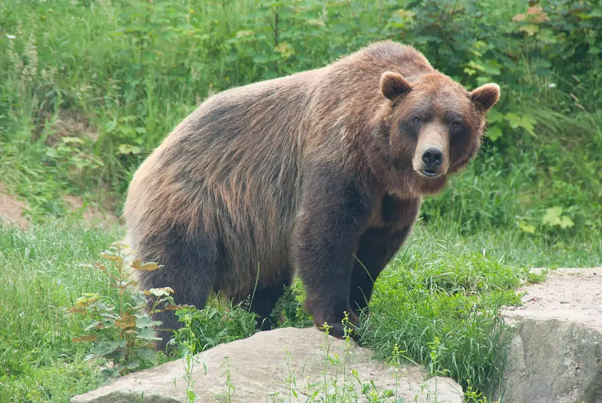 Heimat-Tierpark Olderdissen