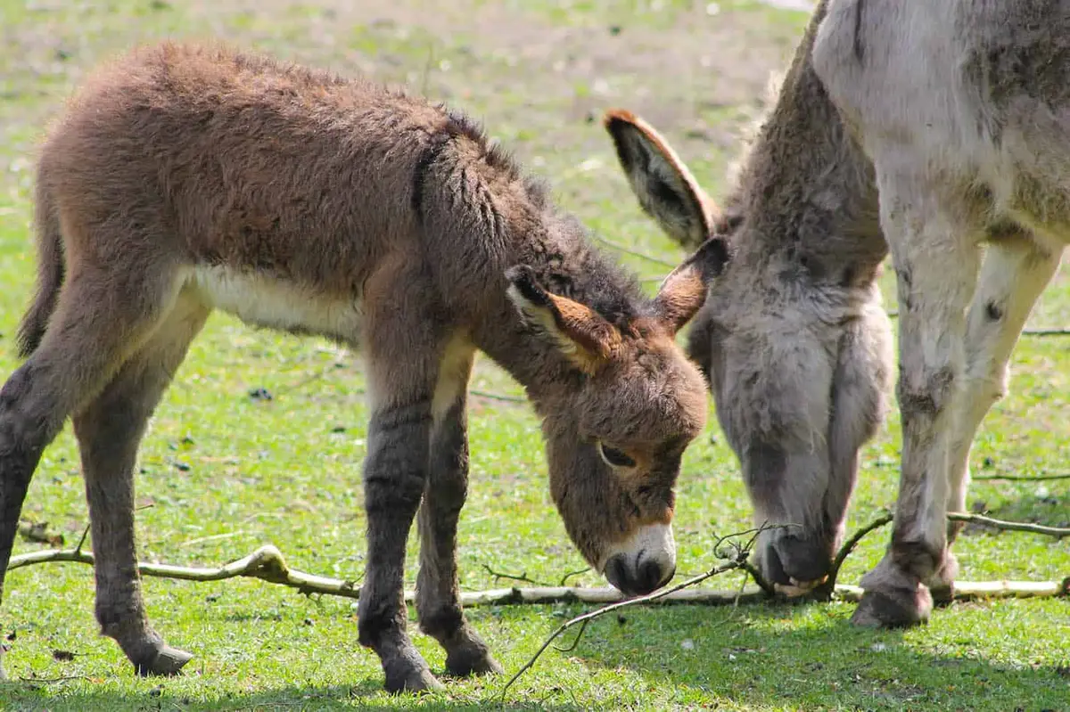 Heimat-Tierpark Olderdissen