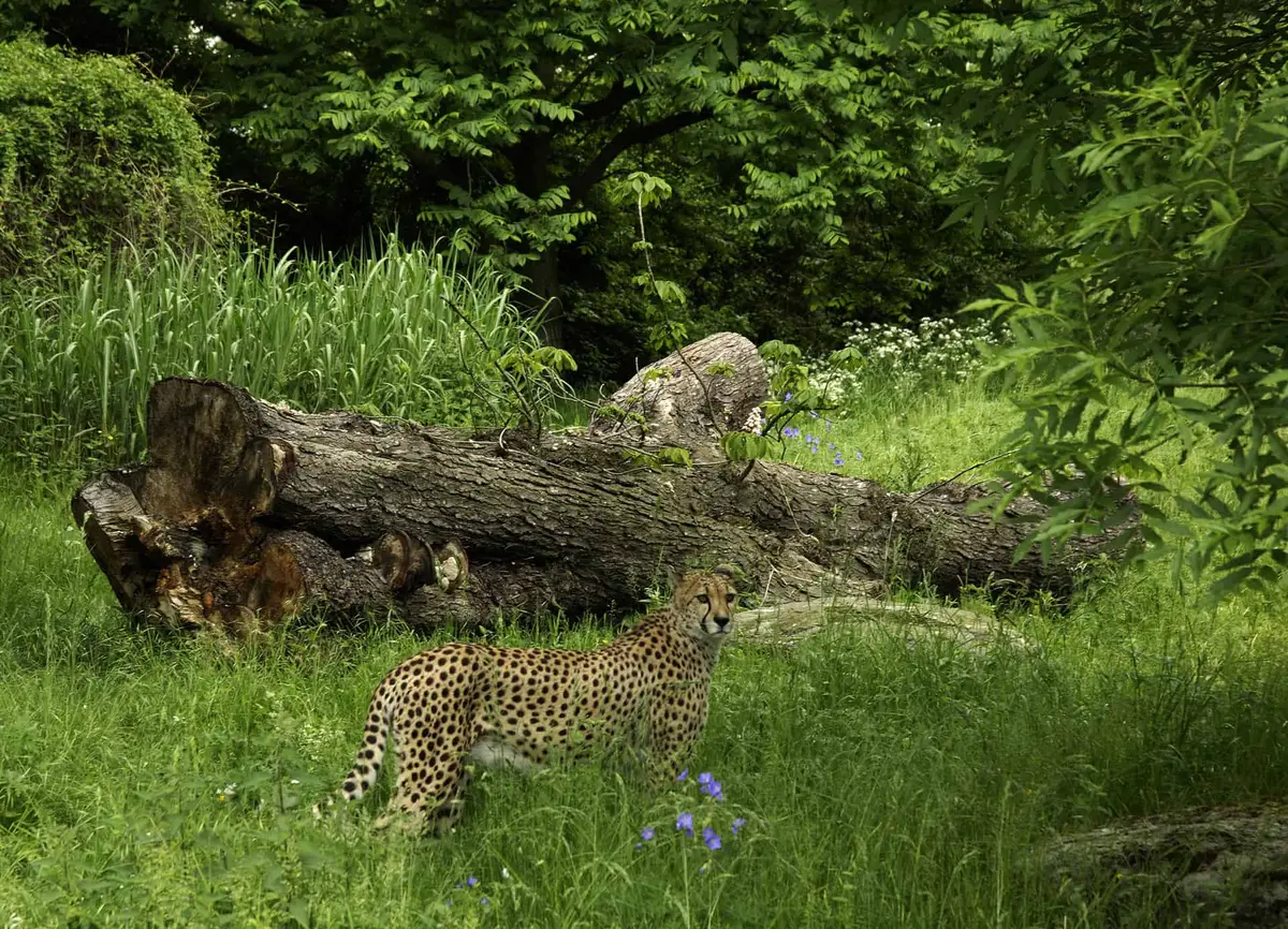 Kölner Zoo