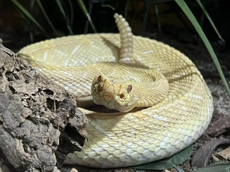 Reptilienzoo Allgäu