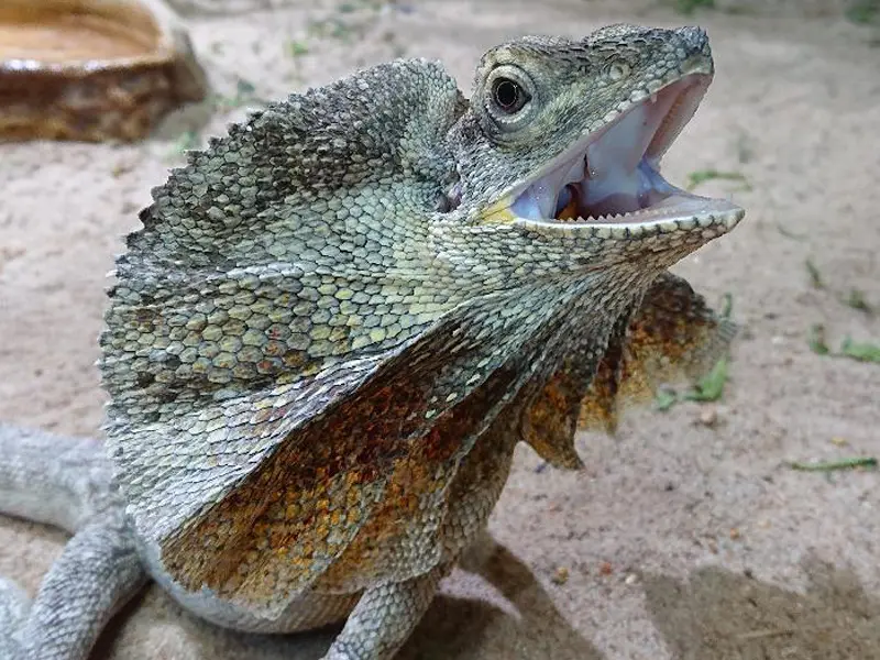 Reptilienzoo Allgäu