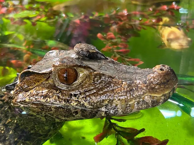 Reptilienzoo Allgäu