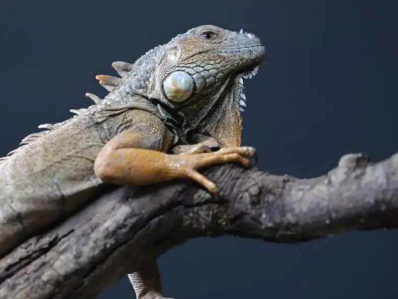 Reptilienzoo Allgäu