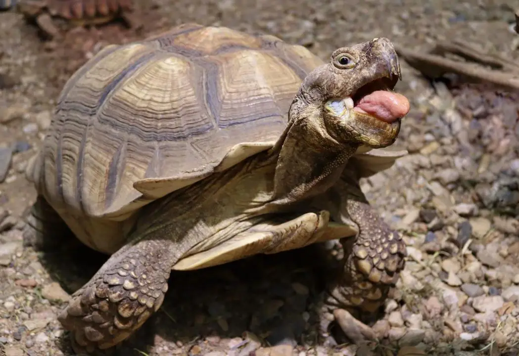 Reptilienzoo Allgäu