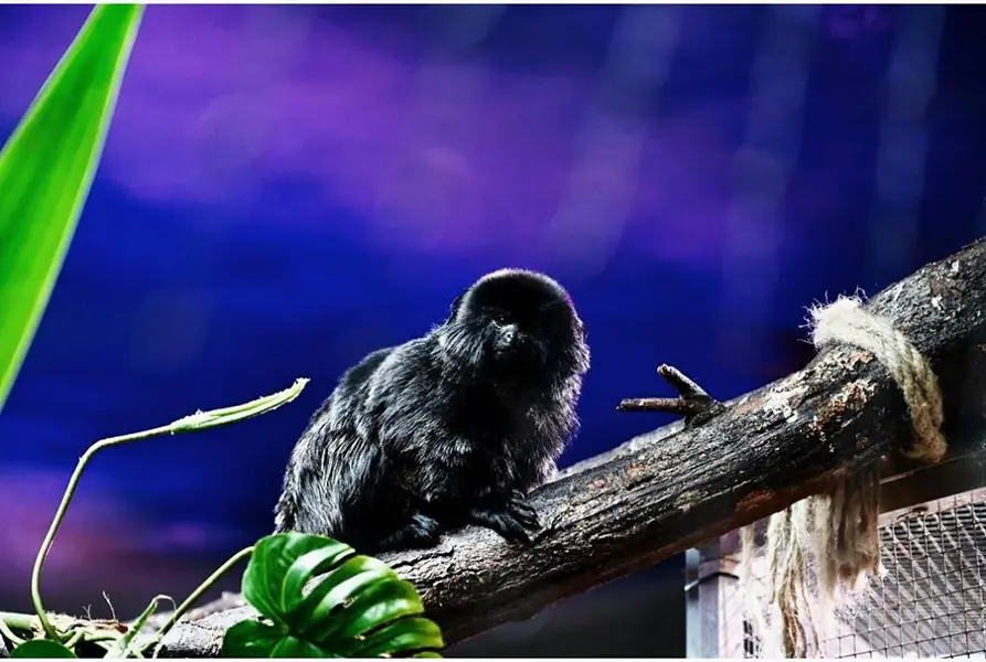 Reptilienzoo Allgäu