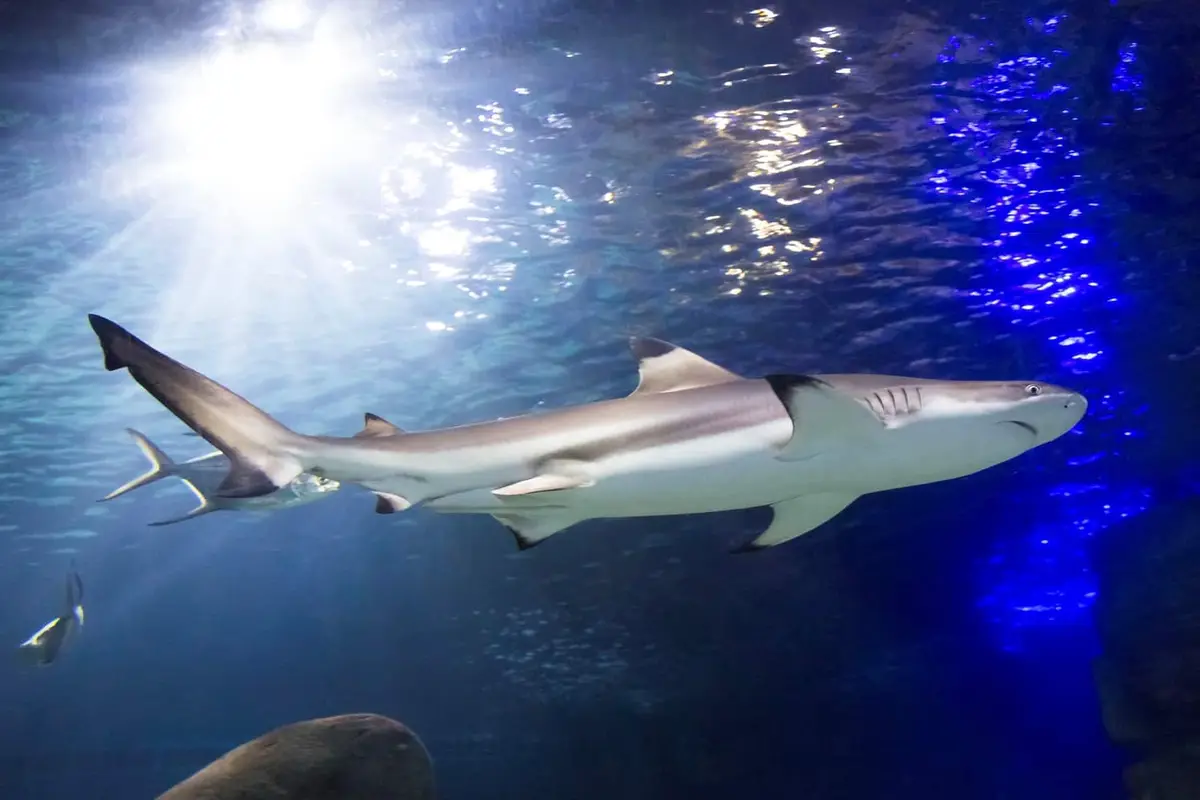 SEA LIFE Timmendorfer Strand