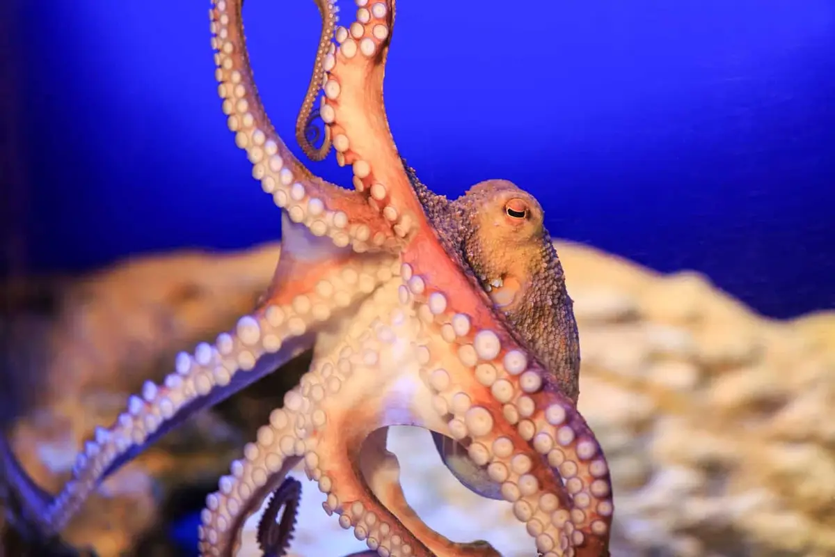 SEA LIFE Timmendorfer Strand