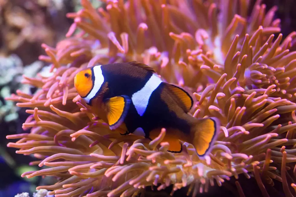 SEA LIFE Timmendorfer Strand