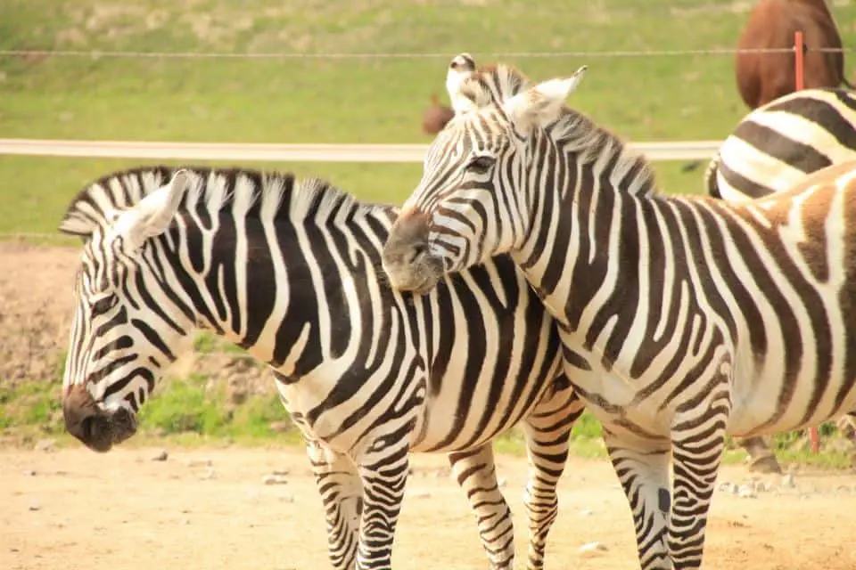 Tierpark Essehof