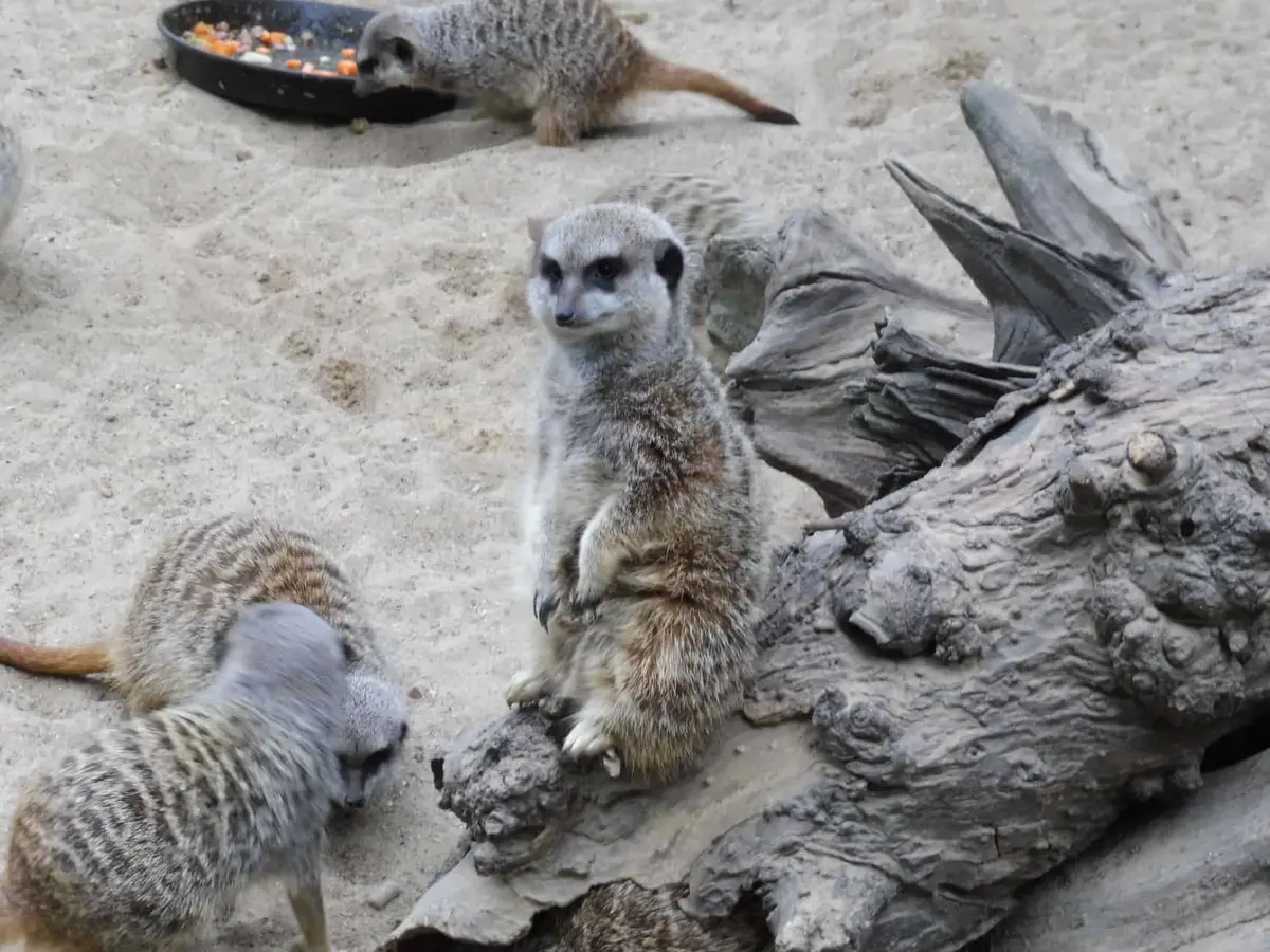 Tierpark Essehof
