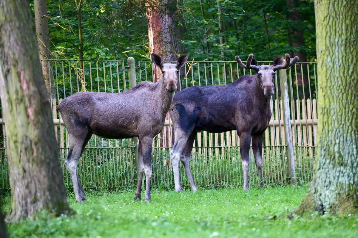 © Tierpark Gera