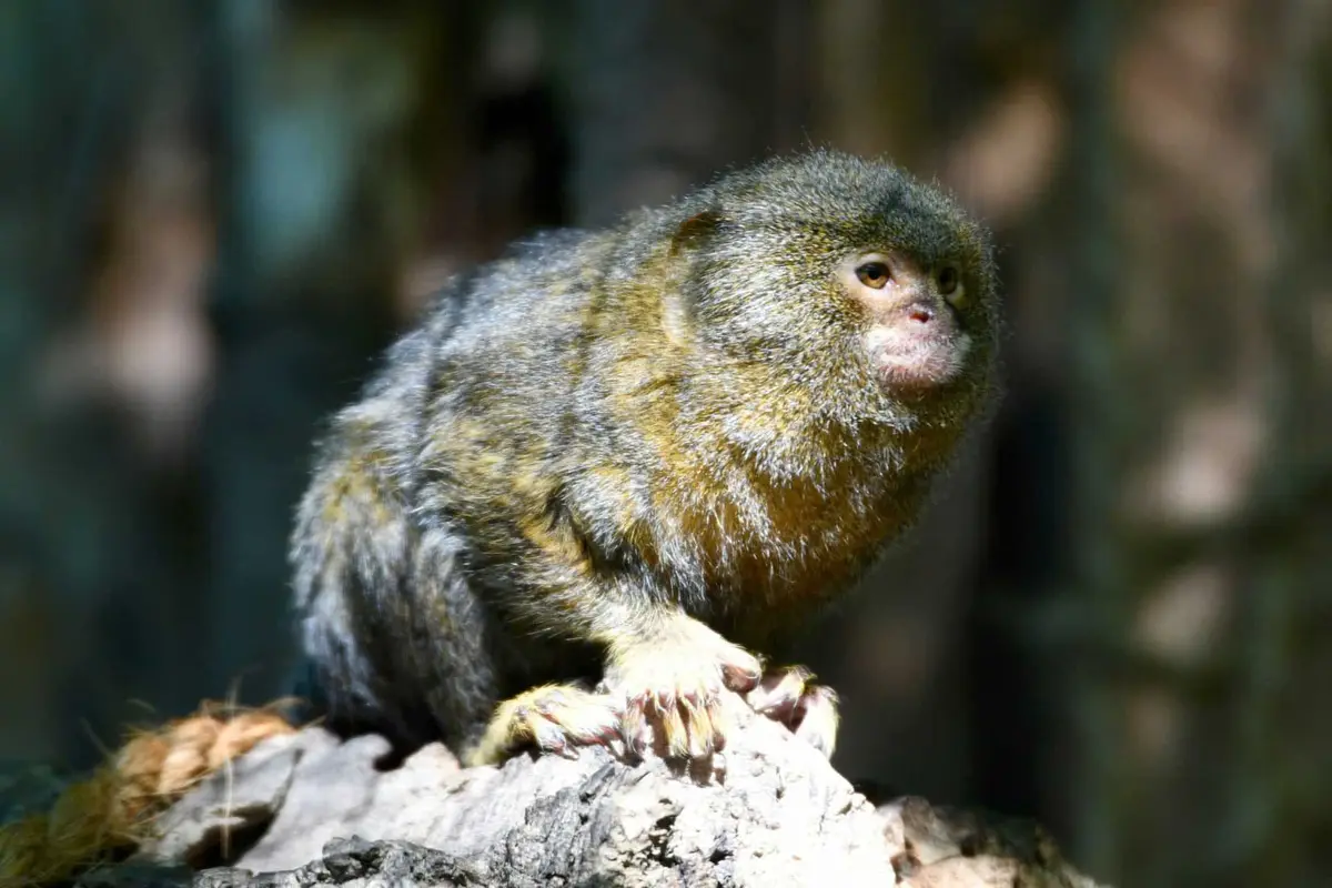 © Tierpark Gera