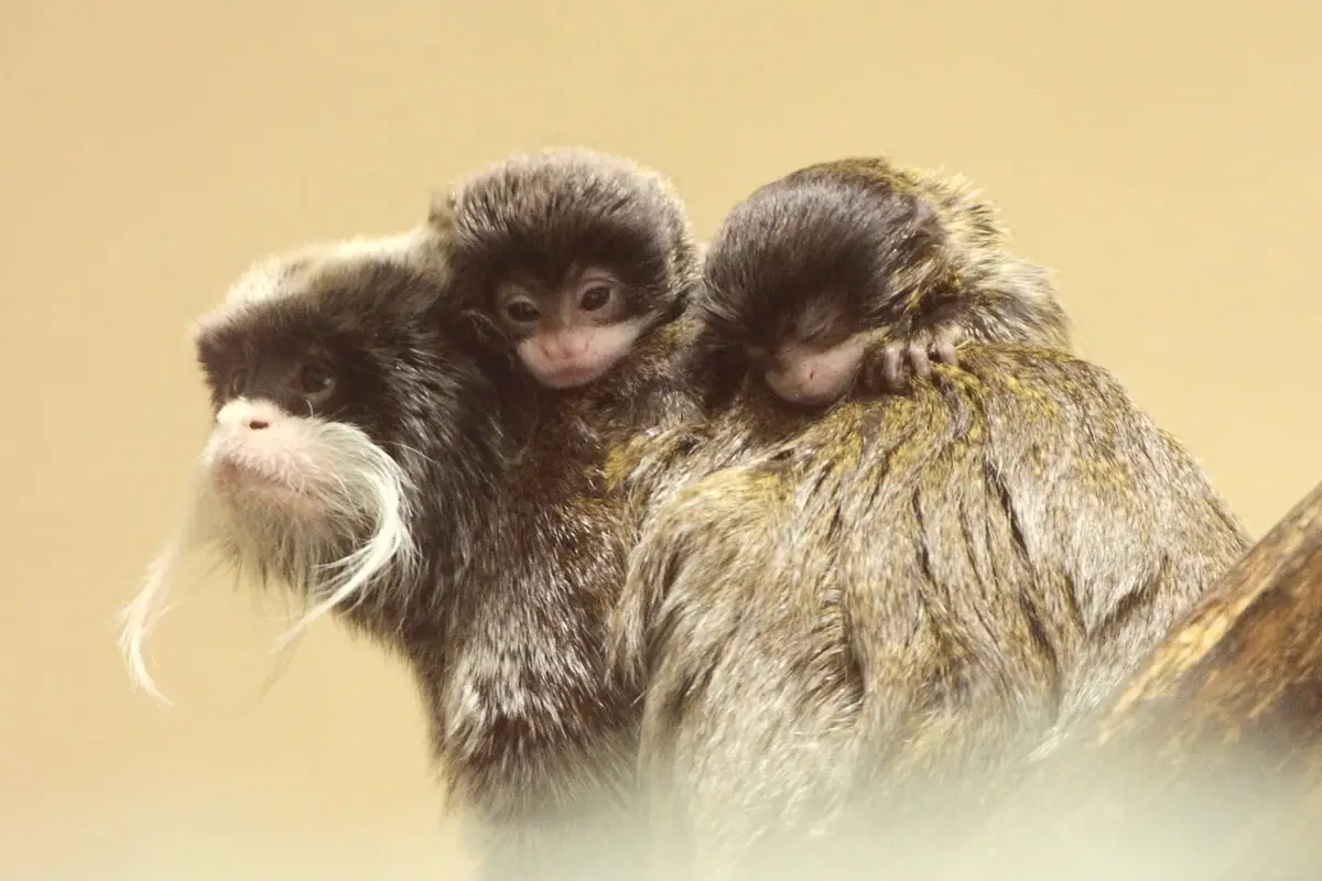 Tierpark Hagenbeck