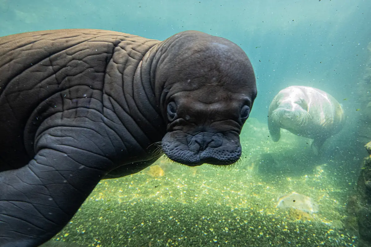 Tierpark Hagenbeck