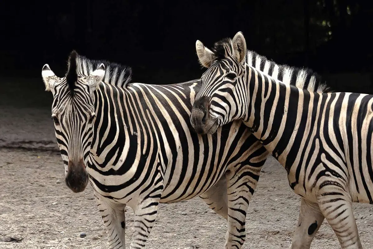 Tierpark Irgenöd