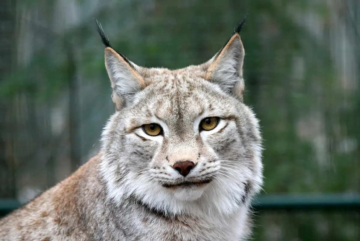 Tierpark Kunsterspring