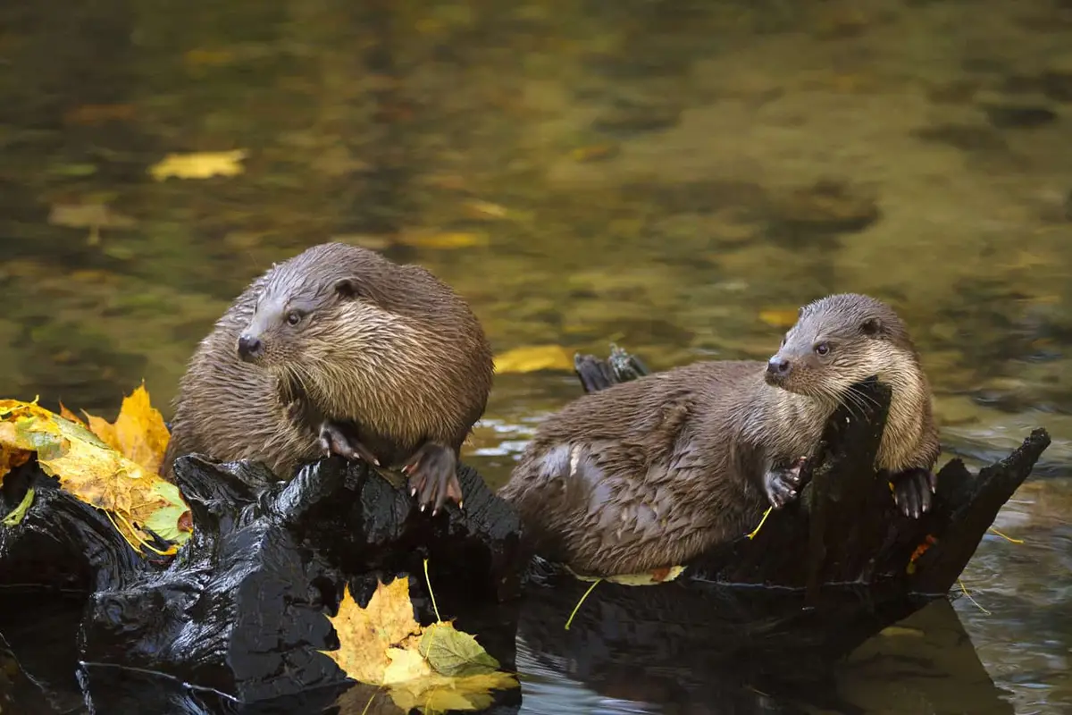 Tierpark Kunsterspring